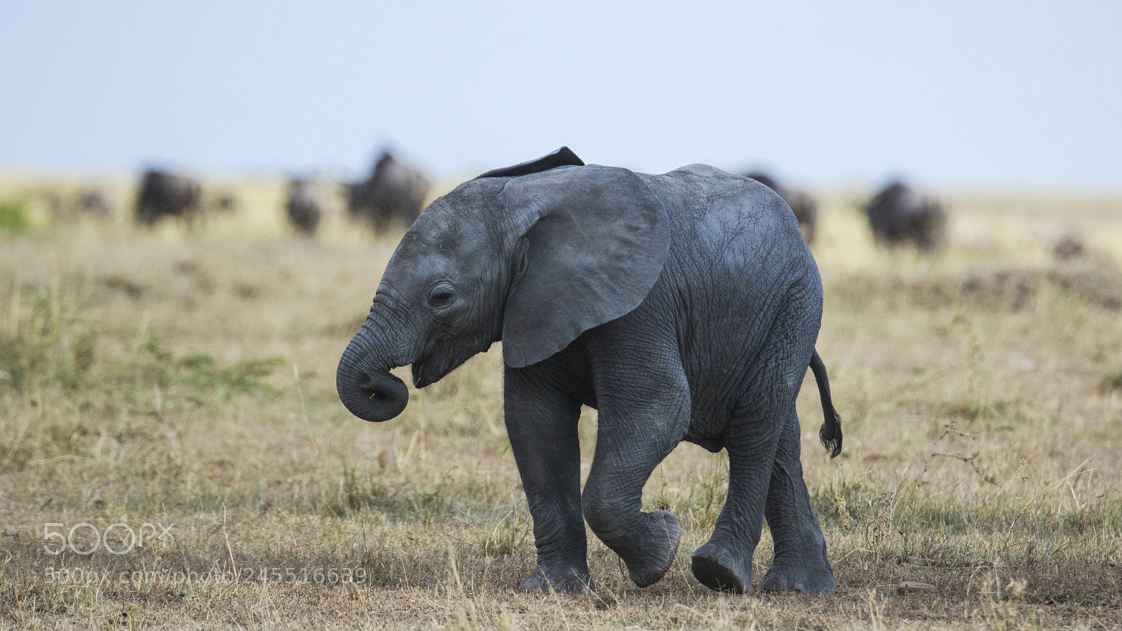 Nikon D7100 sample photo. Baby elephant photography