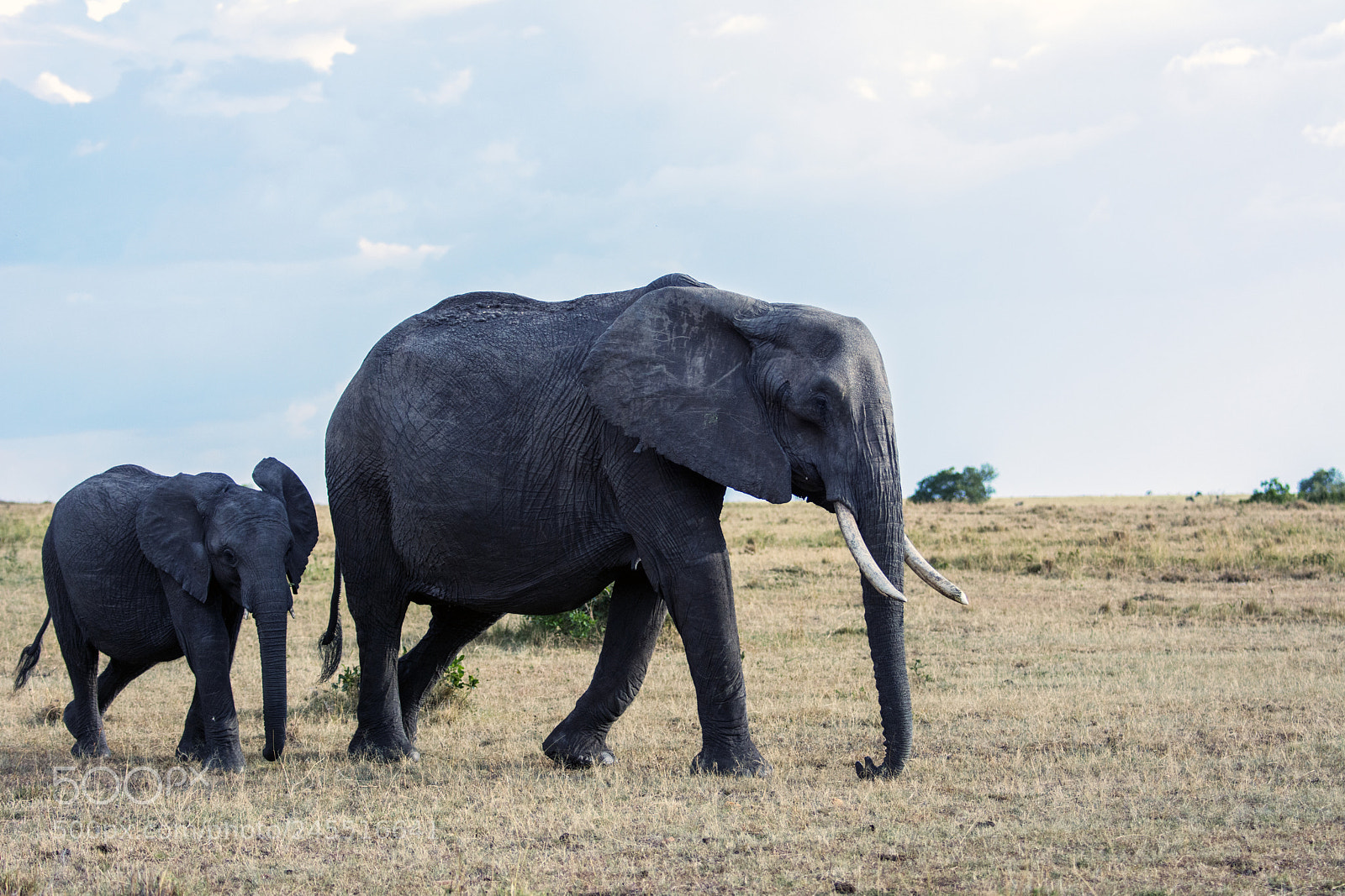 Nikon D7100 sample photo. Baby elephant and parent photography