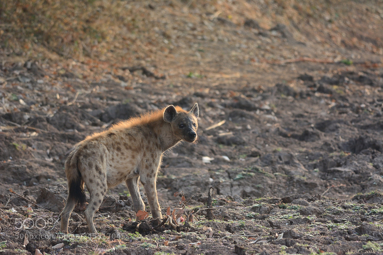 Nikon D7100 sample photo. Young hyena in backlight photography