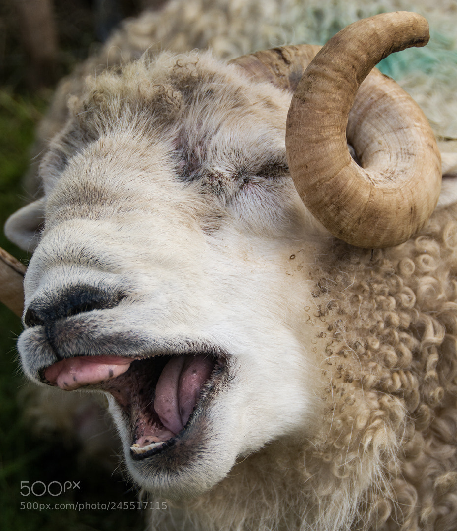 Nikon D7100 sample photo. That's funny photography