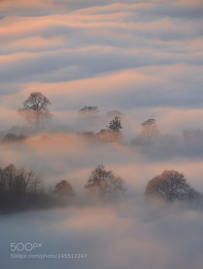 Nikon D7100 sample photo. Trees in evening mist# photography
