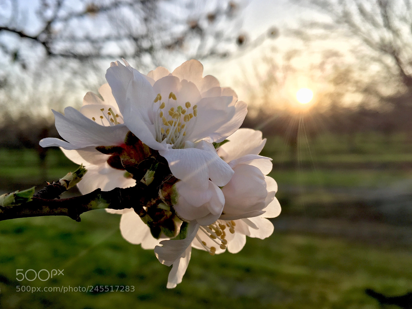Apple iPhone 6s sample photo. Sunny and 74 in photography