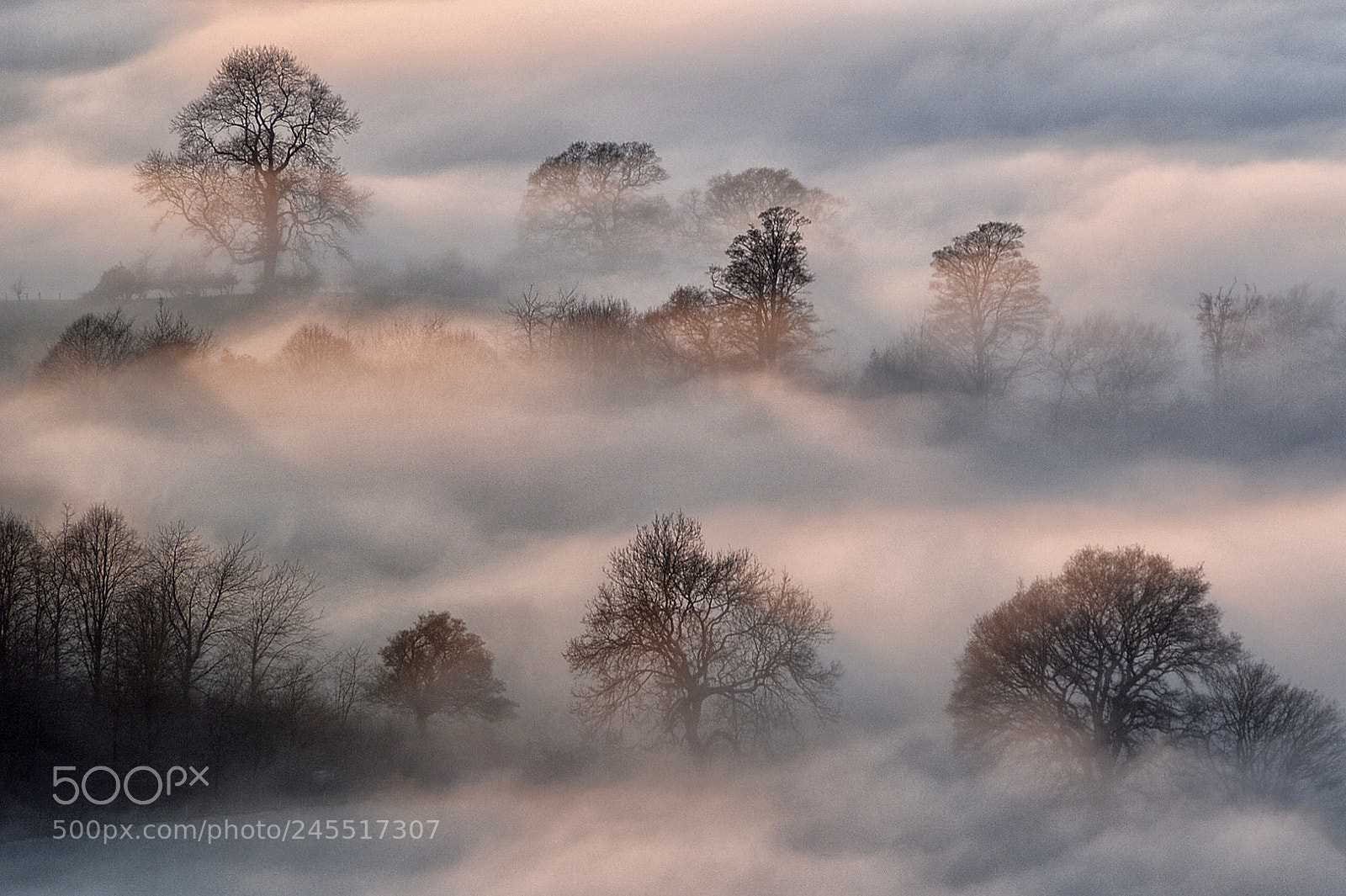 Nikon D7100 sample photo. Trees in the mist# photography