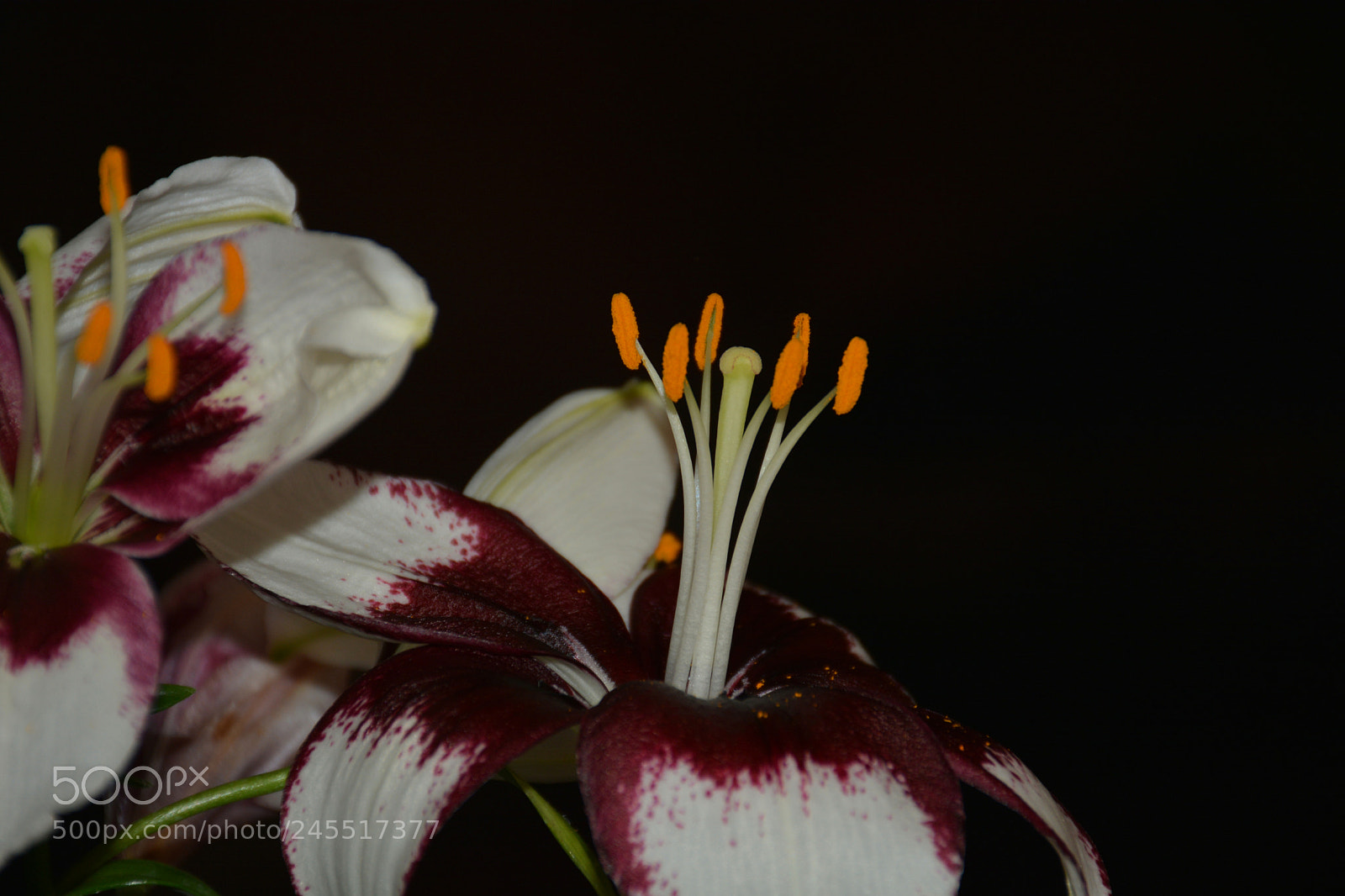 Nikon D7100 sample photo. Lily against black photography