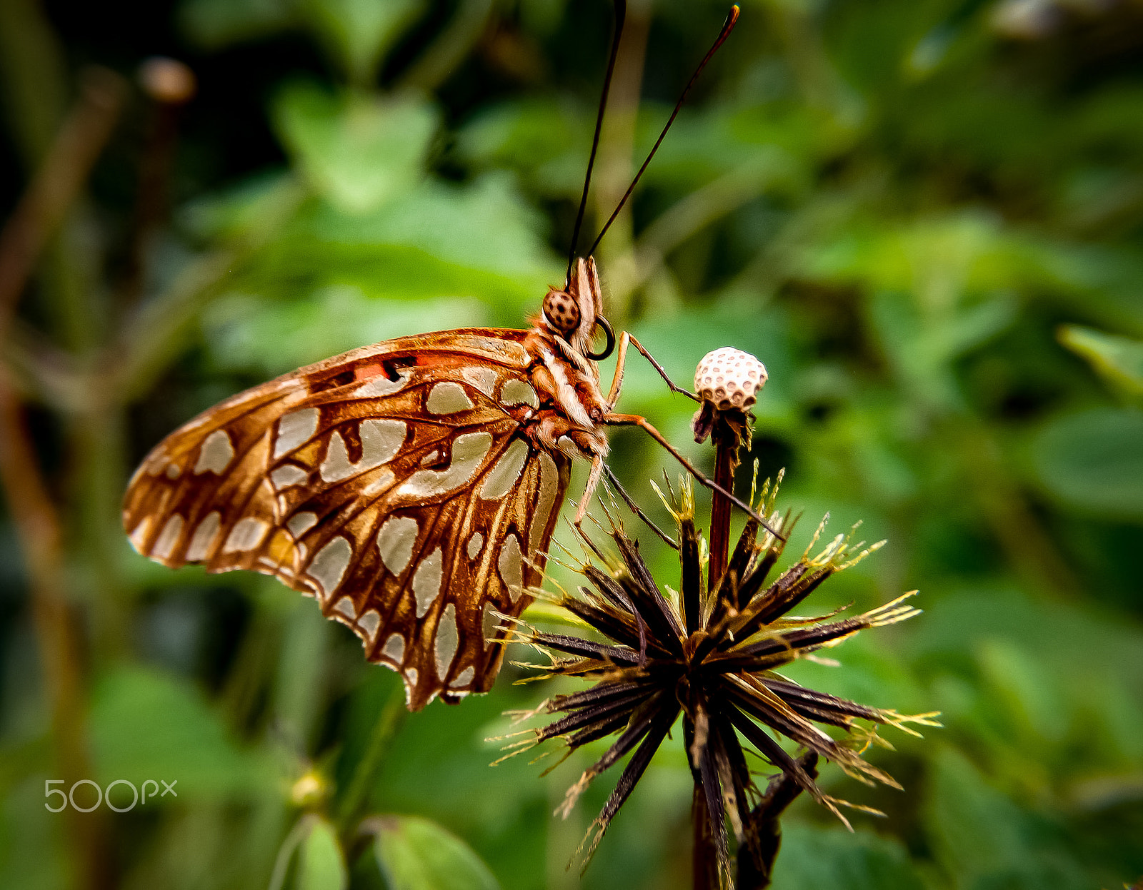 Fujifilm FinePix S4500 sample photo. Borboleta photography