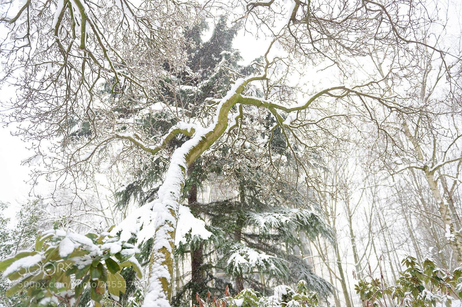Nikon D4 sample photo. White day photography