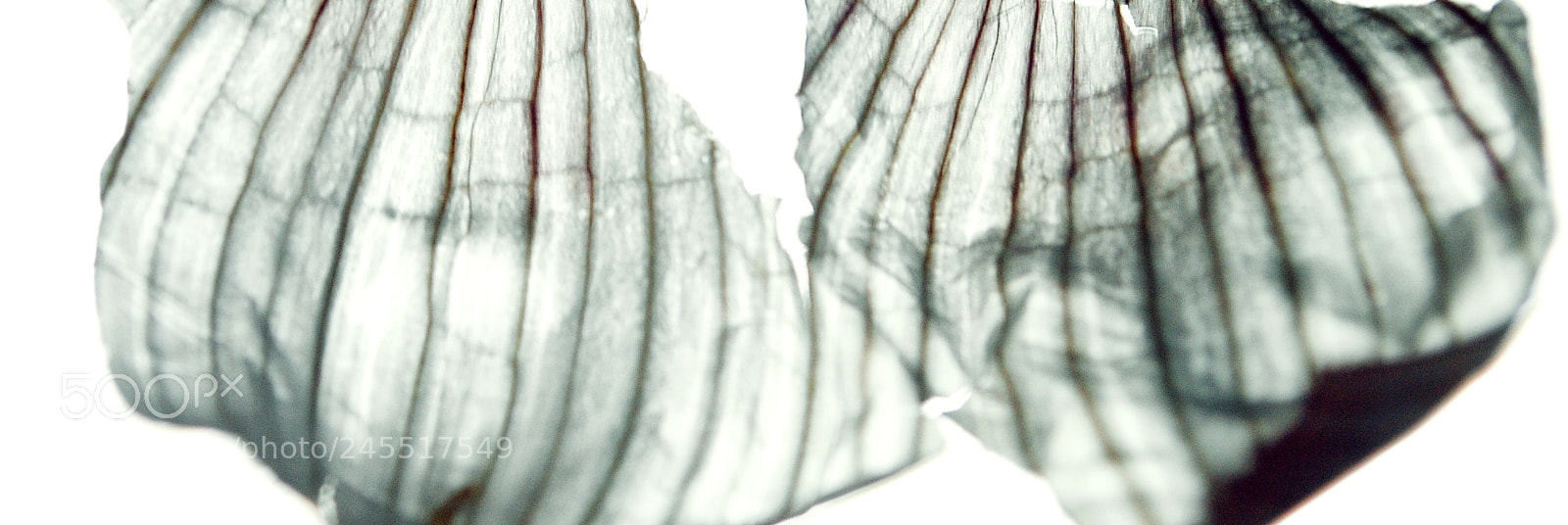 Nikon D3000 sample photo. Garlic skins close up photography