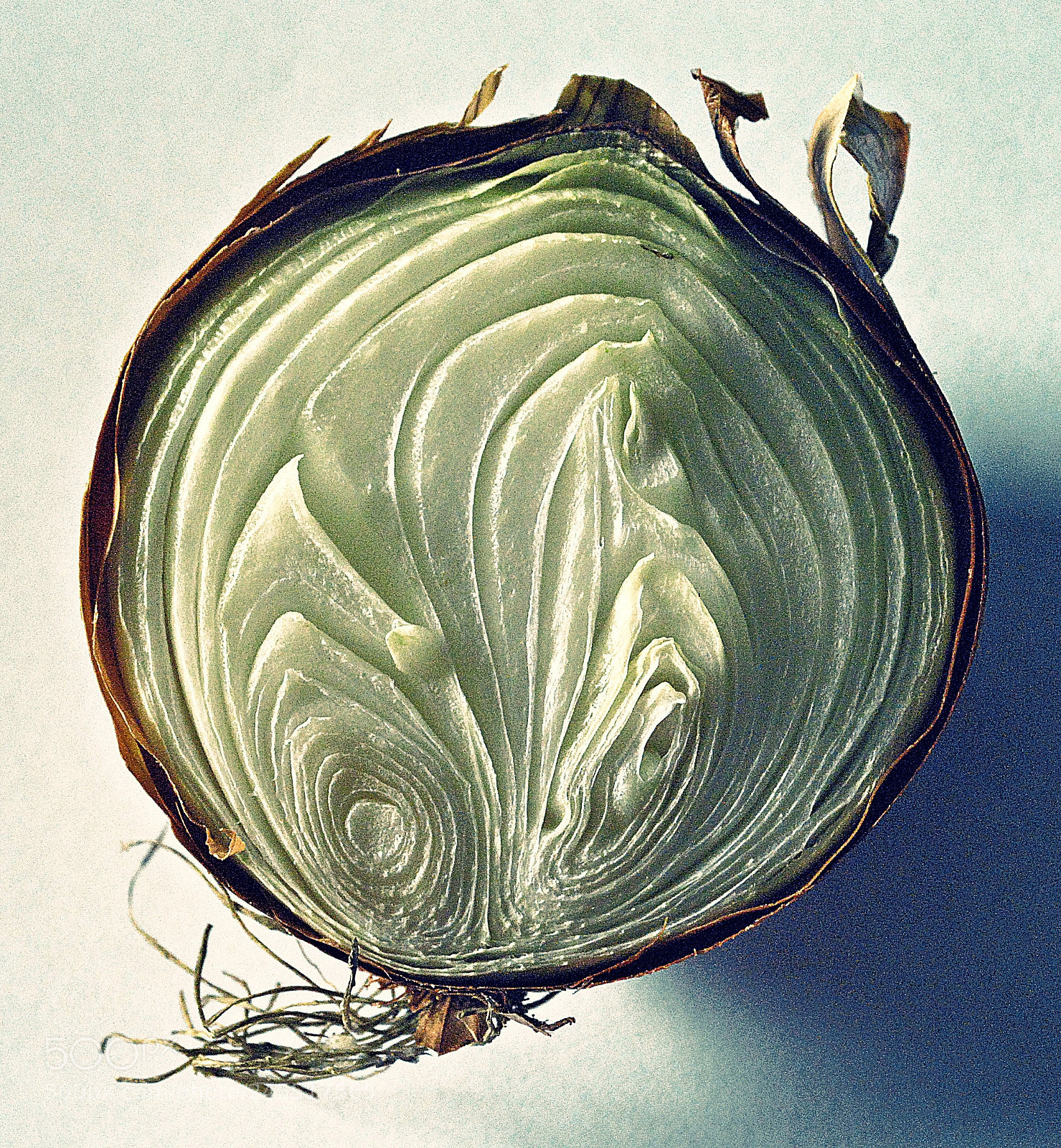 Nikon D3000 sample photo. Onion crop photography