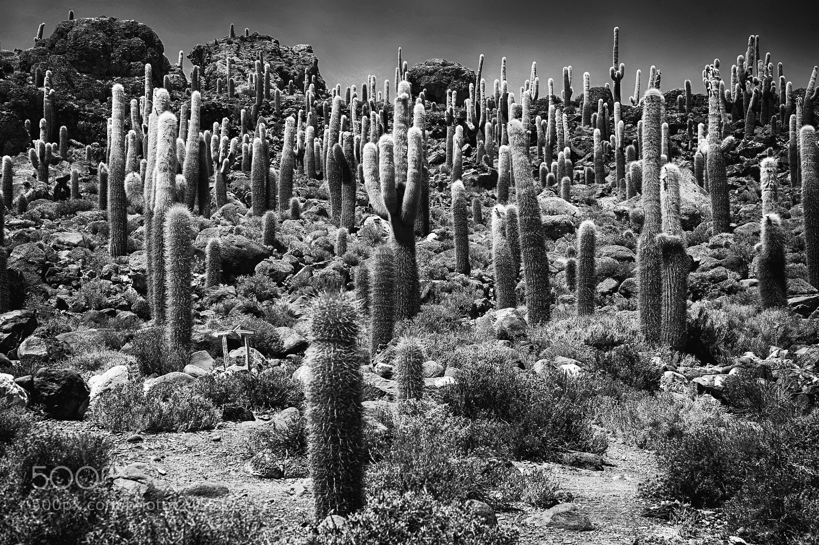 Nikon D700 sample photo. Bolivie l'' le aux photography