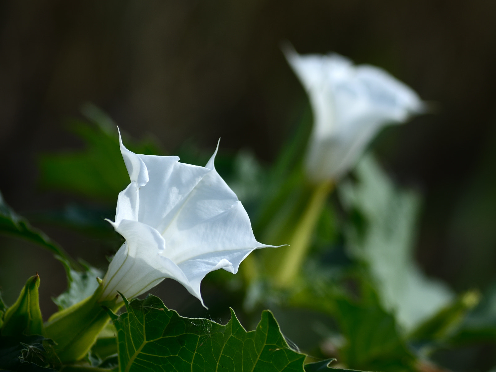 Nikon D5200 sample photo. White photography