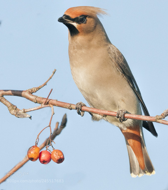 Nikon D300 sample photo. Waxwing posing photography