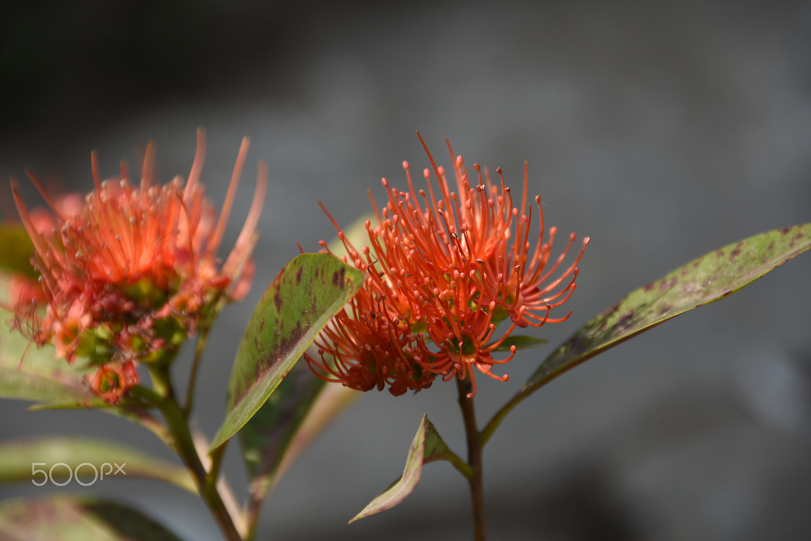 Nikon D7200 sample photo. Hello spring photography