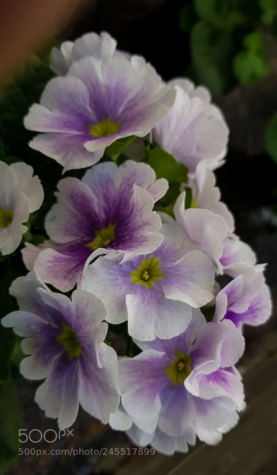 Samsung Galaxy S8 sample photo. A white beautiful flower. photography