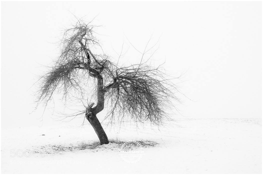 Canon EOS M5 sample photo. Kuernach im schnee photography