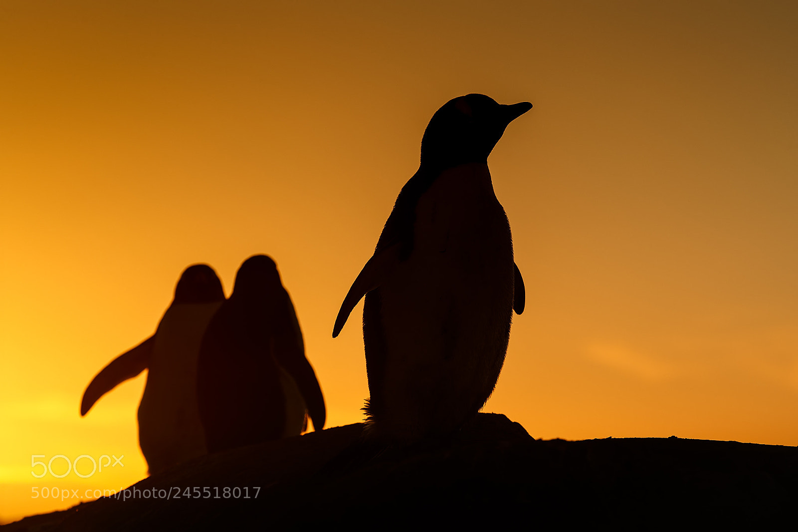 Canon EOS-1D X Mark II sample photo. Pingüino atardecer photography