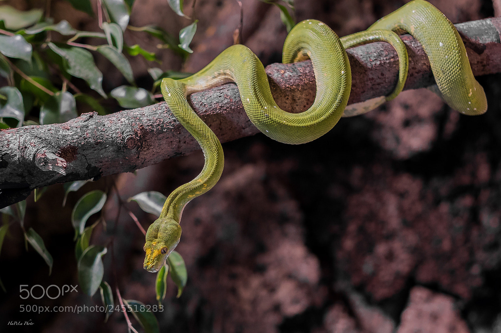 Fujifilm X-T2 sample photo. Green snake photography