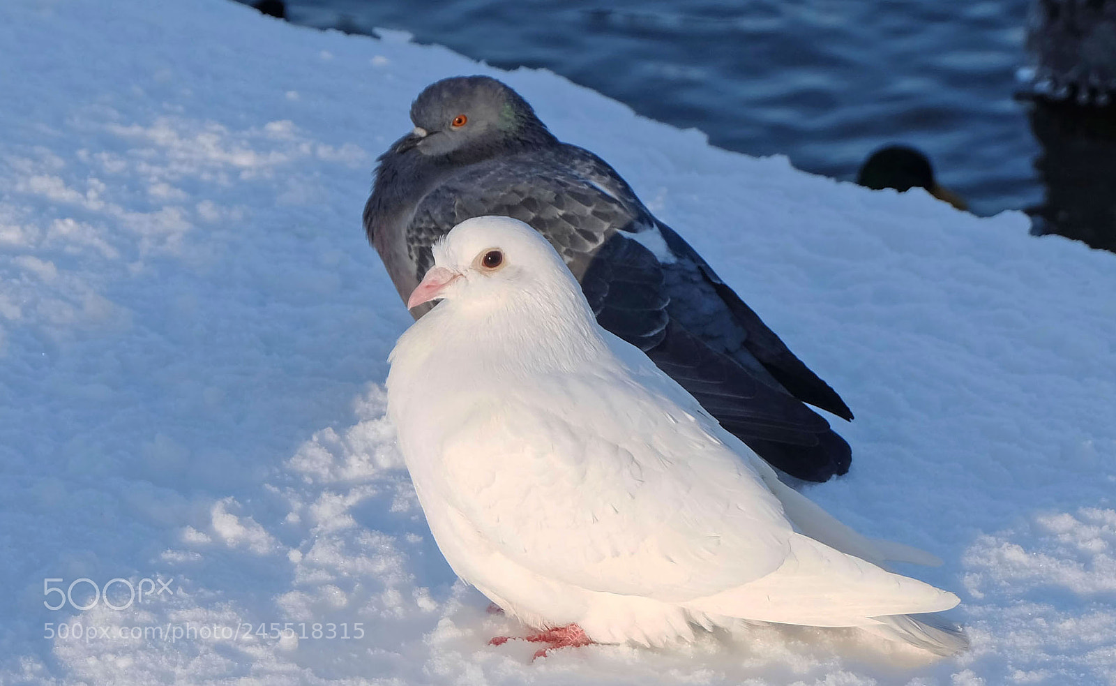 Fujifilm X-M1 sample photo. Birds in winter photography