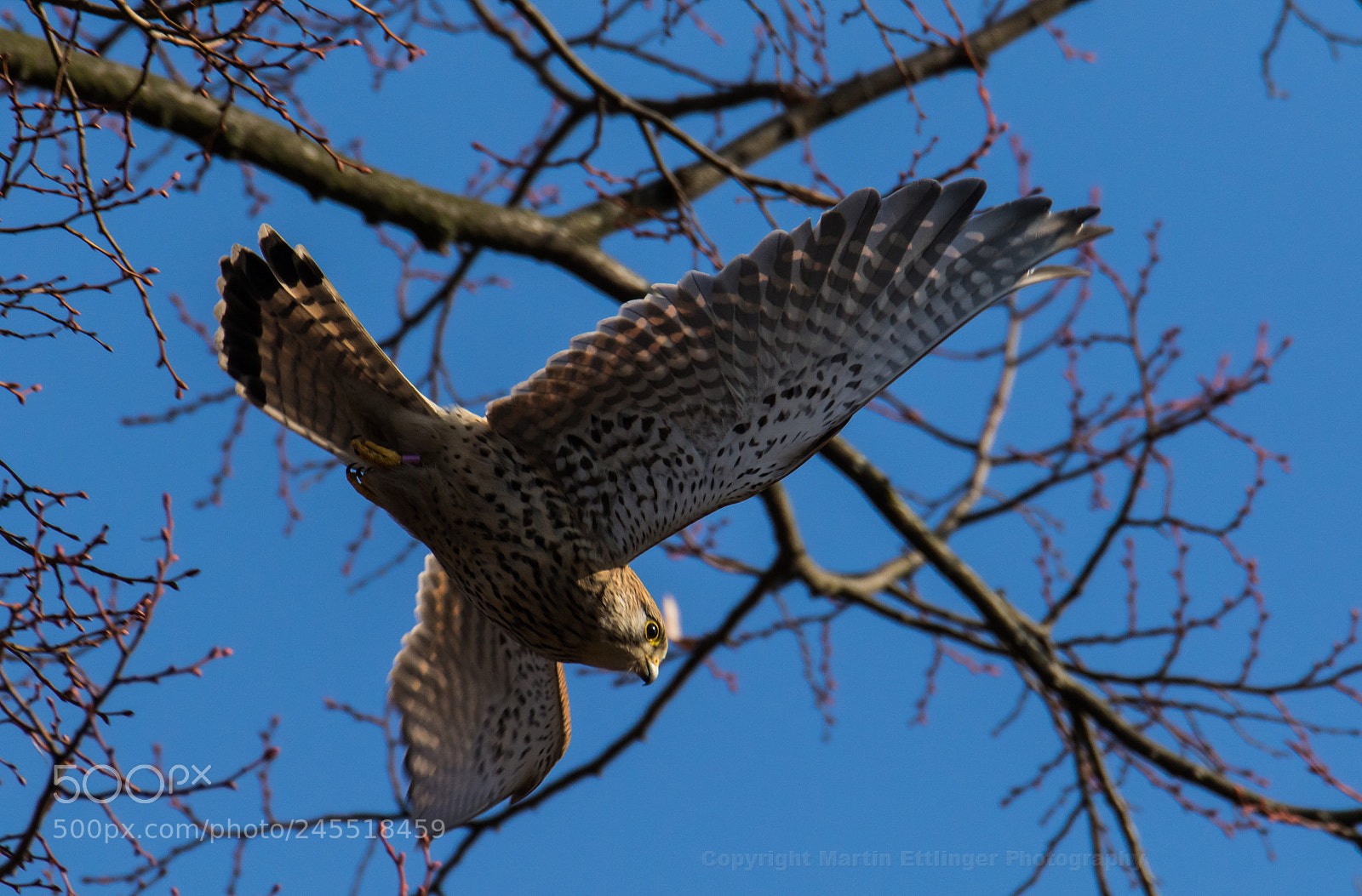 Canon EOS 7D Mark II sample photo. Eurasian kestrel falco tinnunculus photography