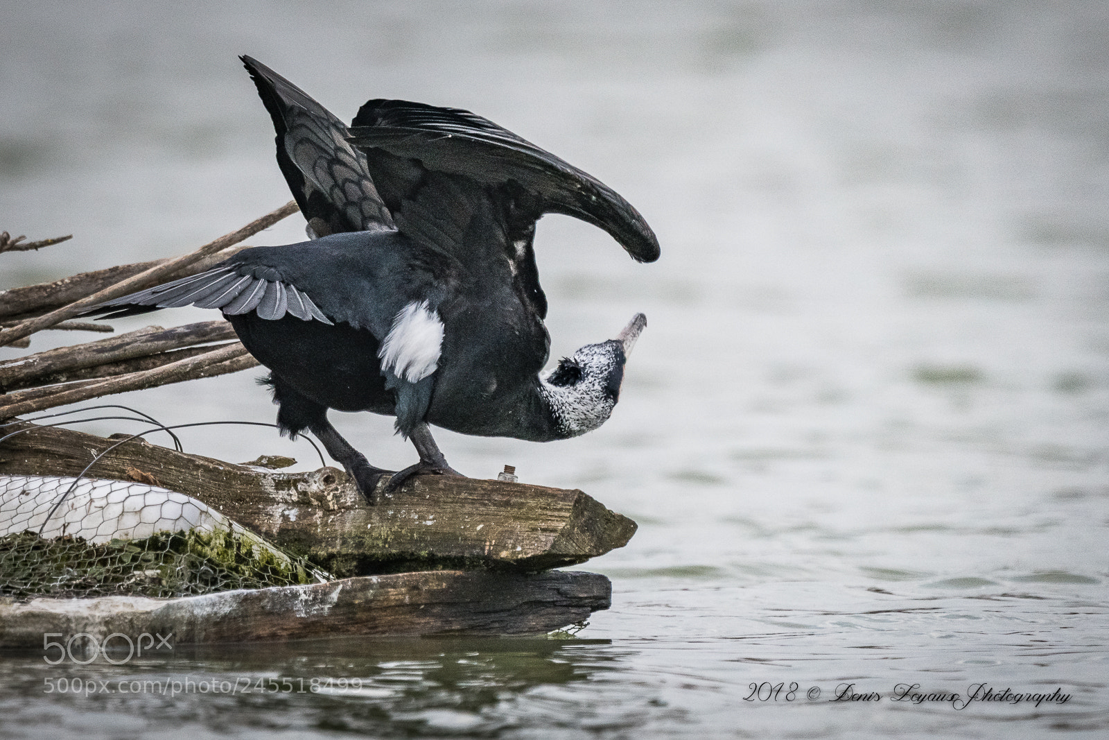 Nikon D850 sample photo. Great cormoran photography