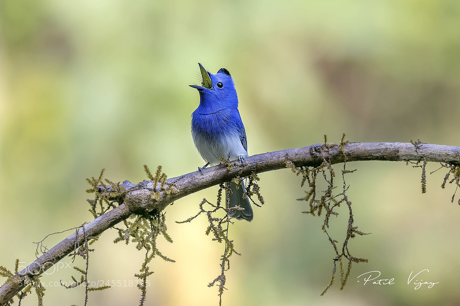 Canon EOS 7D Mark II sample photo. My name is monarch photography