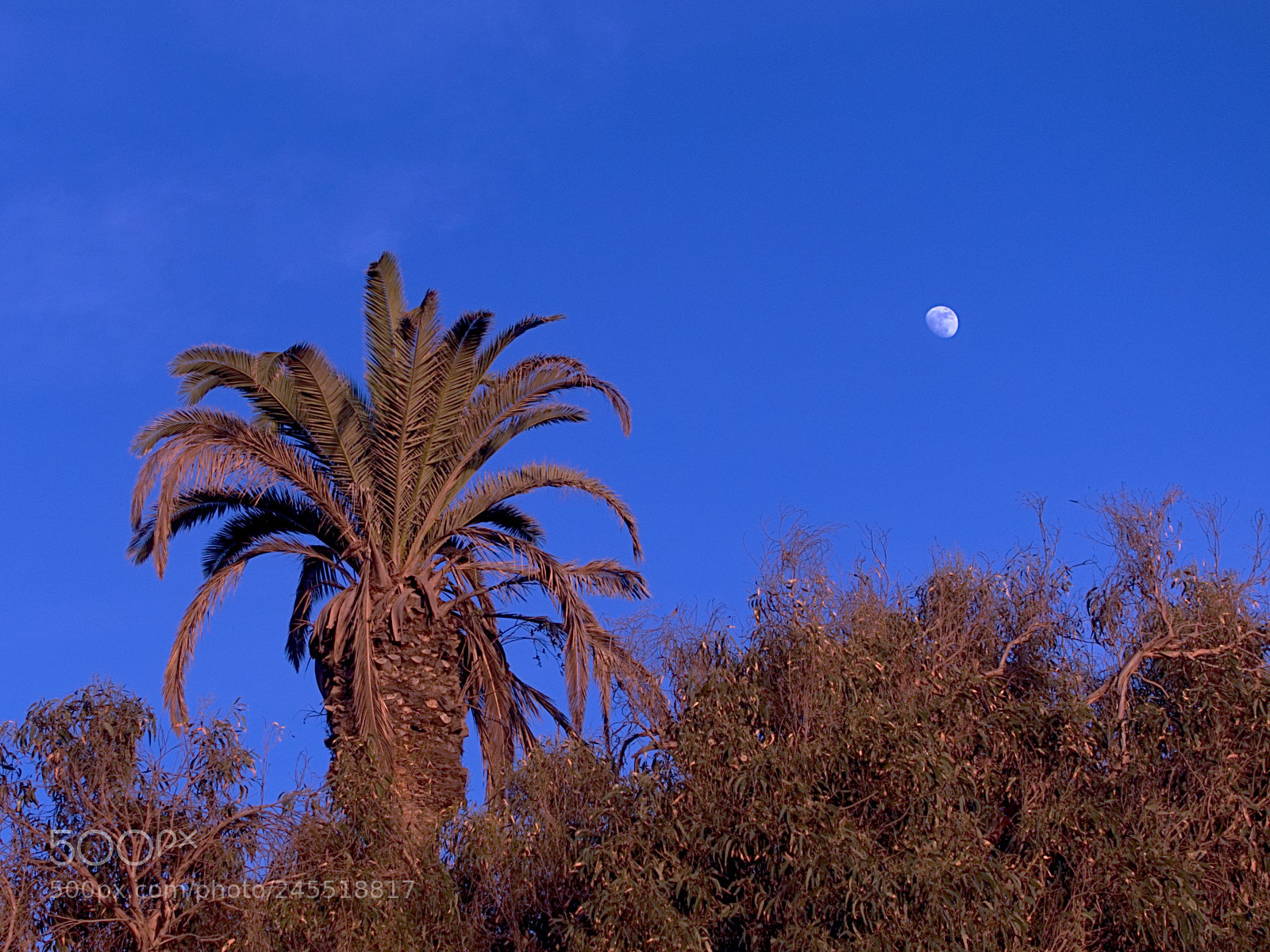 Sony Cyber-shot DSC-RX100 III sample photo. Moon palm photography