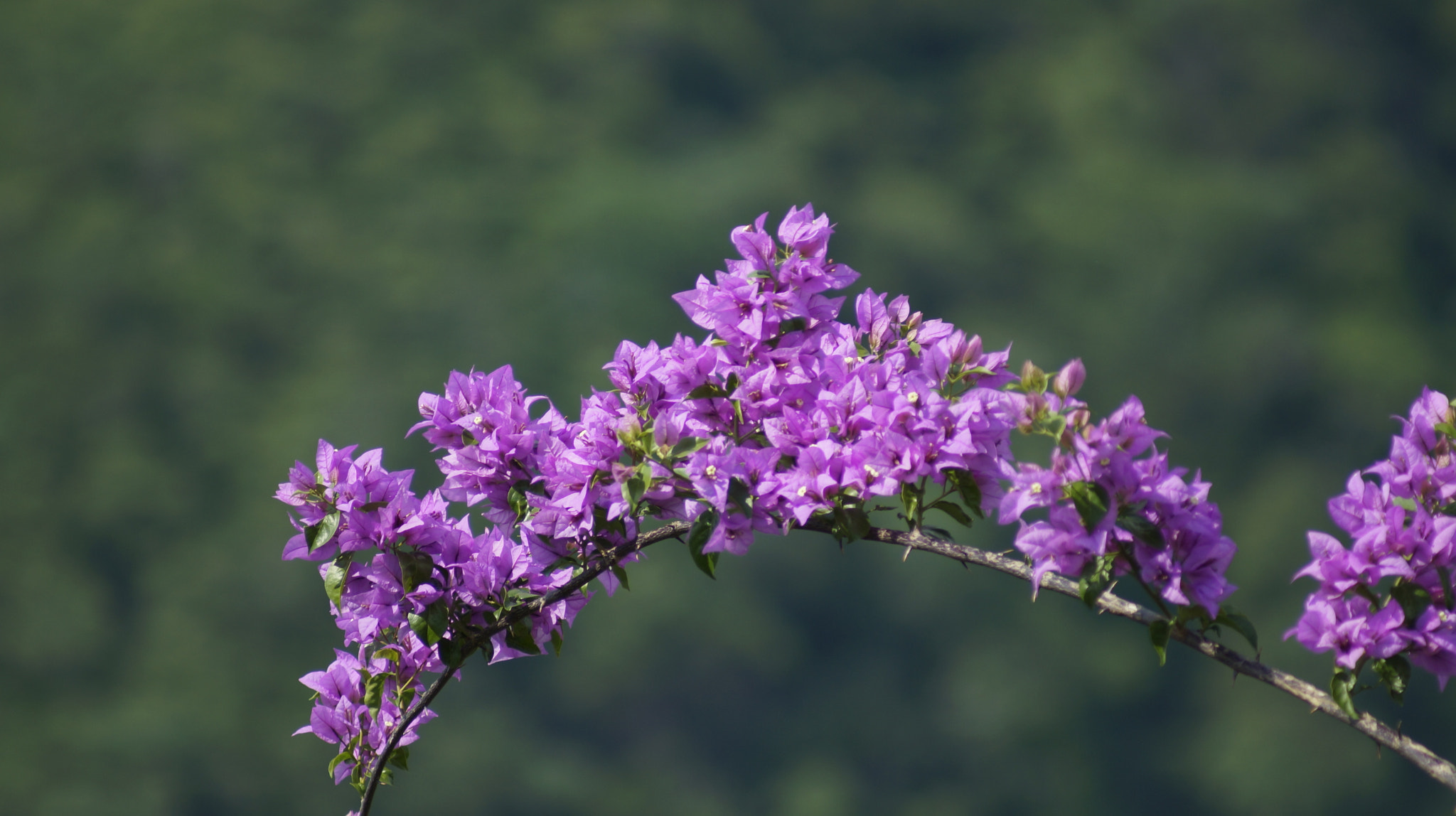 Sony 75-300mm F4.5-5.6 sample photo. Zoom photography