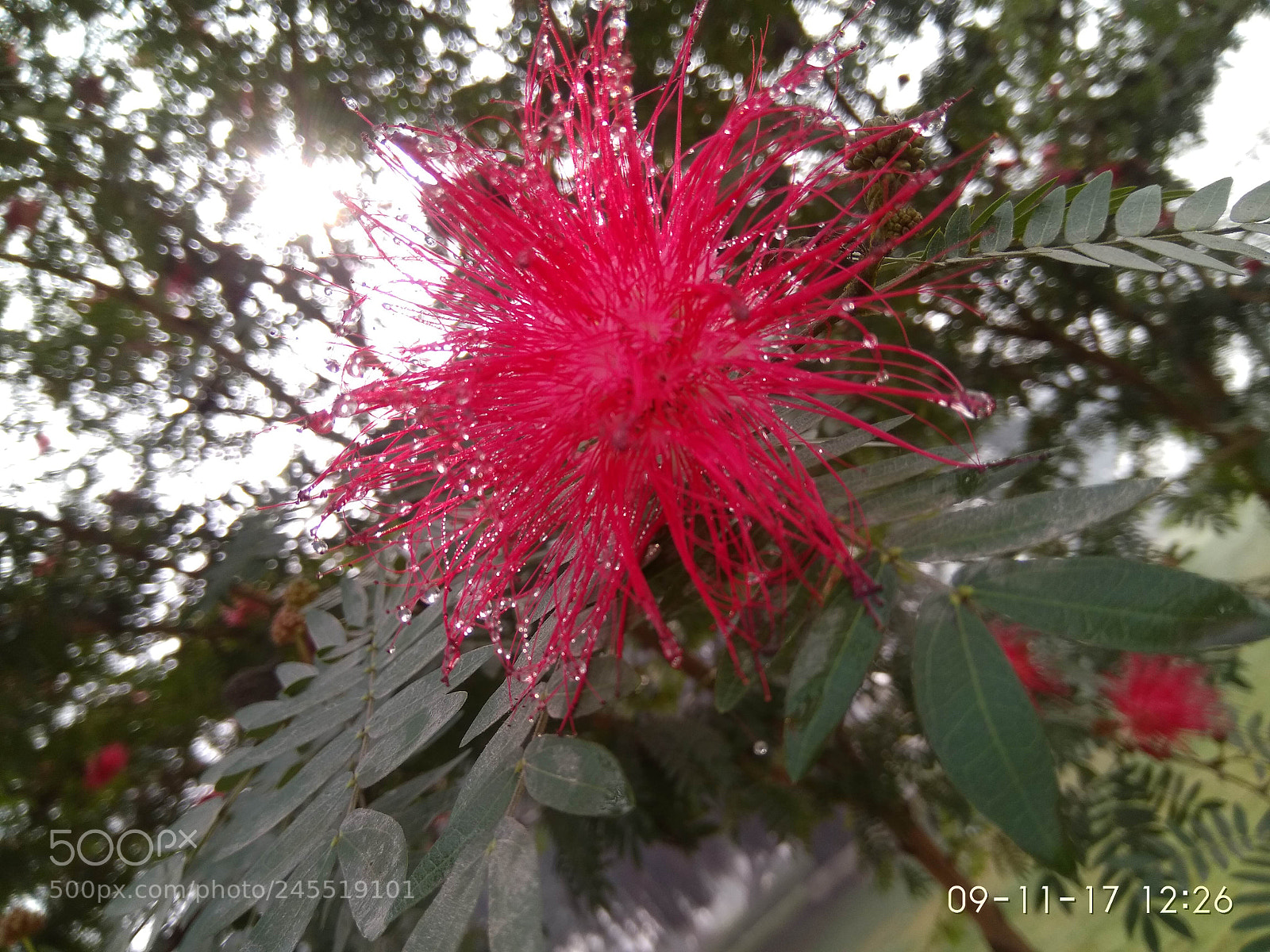 Xiaomi MI MAX sample photo. Untitled photography