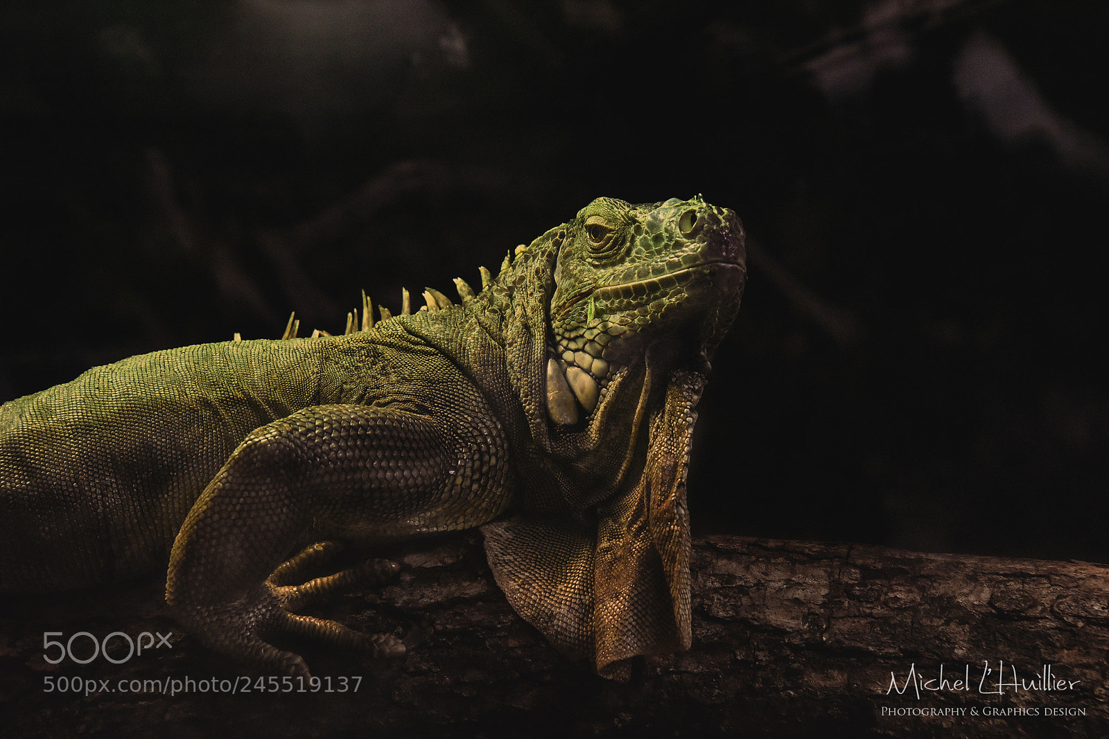 Nikon D810 sample photo. Iguana photography