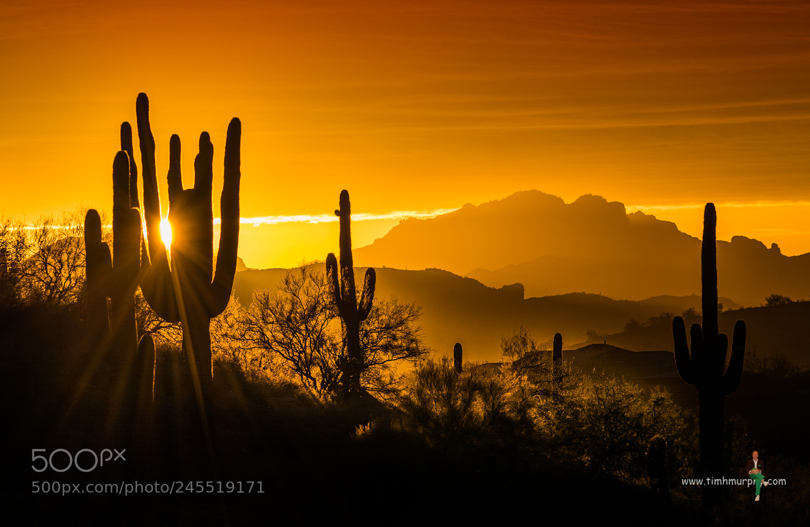 Nikon D7100 sample photo. Backlight photography