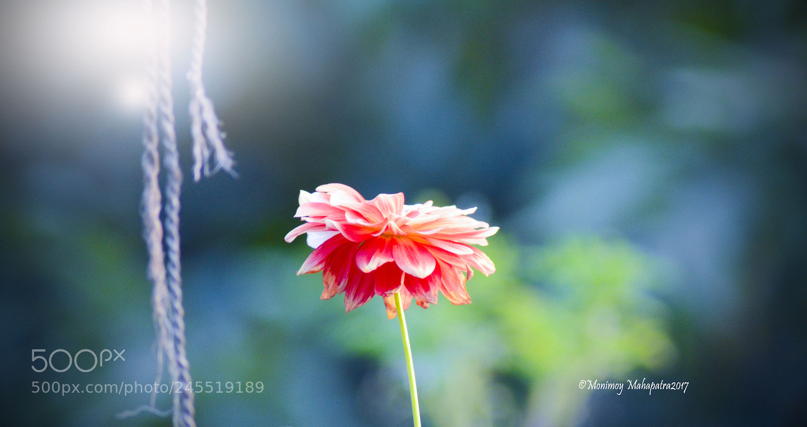 Nikon D3200 sample photo. Alone photography