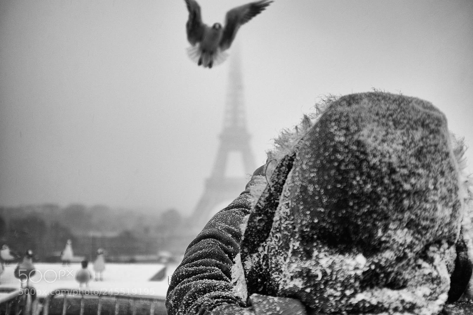 Fujifilm X100T sample photo. Paris seagull snow eiffel photography