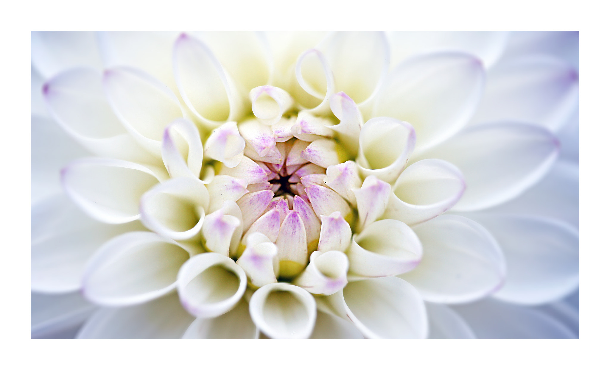 Canon EF 100mm F2.8 Macro USM sample photo. White lady photography