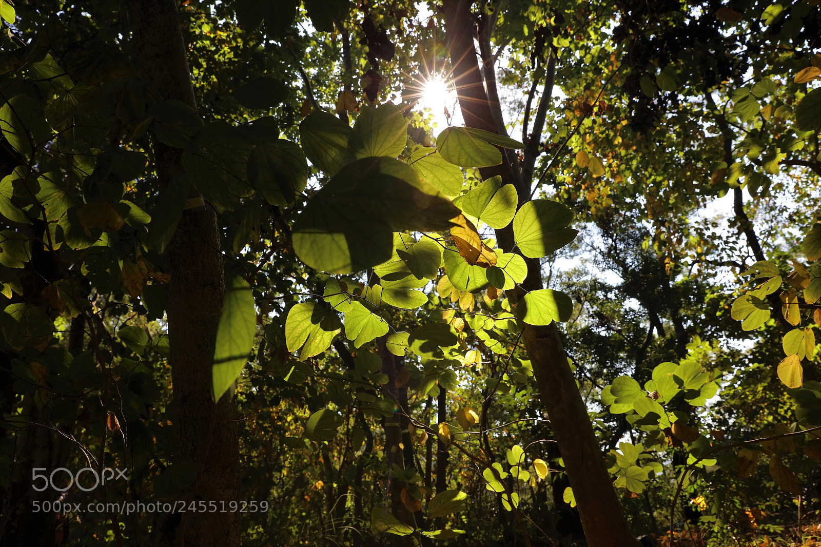 Canon EOS 5DS R sample photo. A brilliant diamond photography