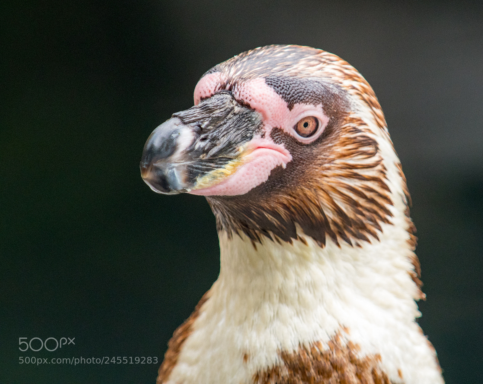 Nikon D500 sample photo. Pinguino humboldt photography