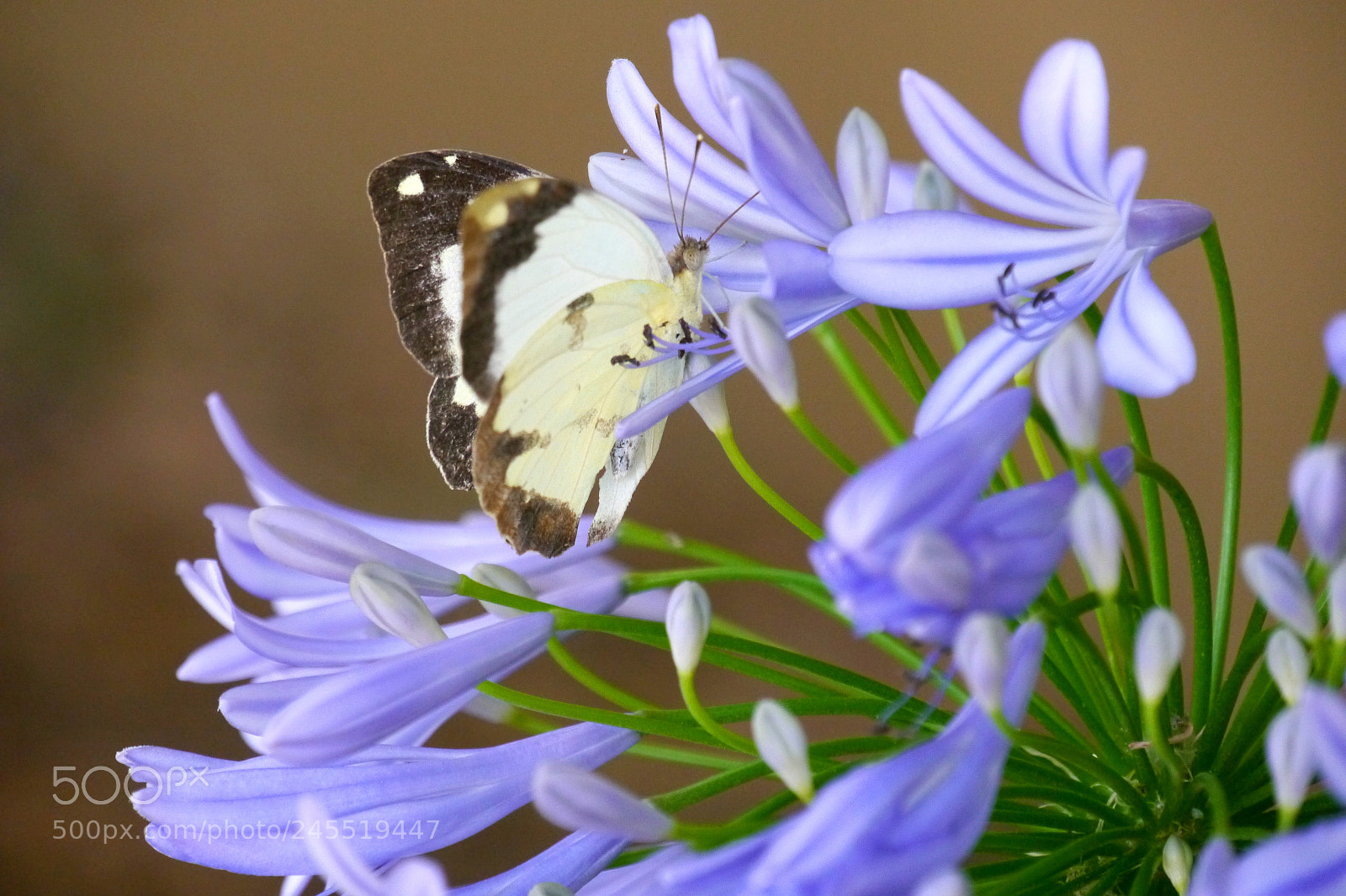 Panasonic Lumix DMC-G5 sample photo. Butterfly and blossom photography