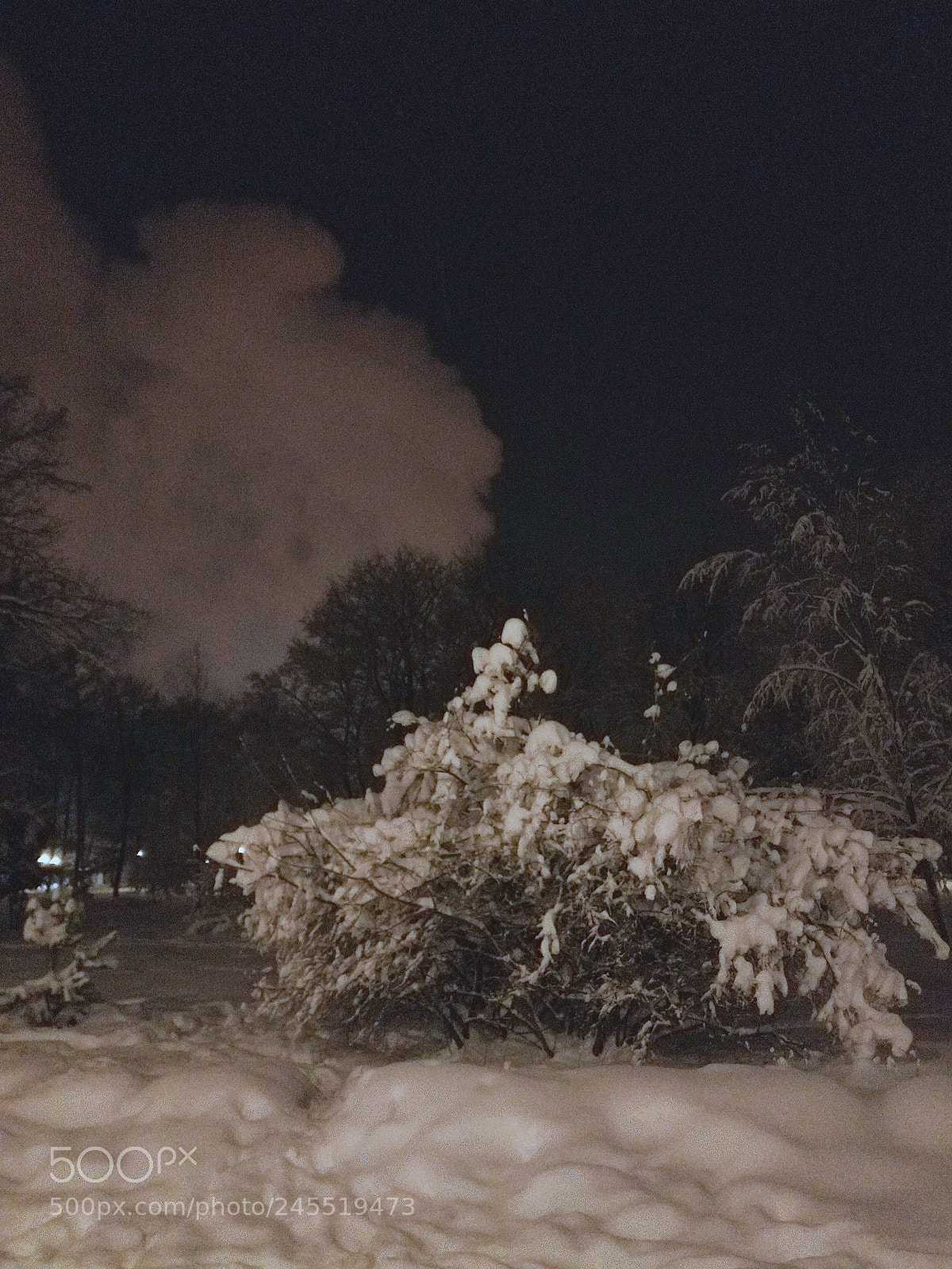 OnePlus A3003 sample photo. Snow-covered bush 2, winter 2018 photography