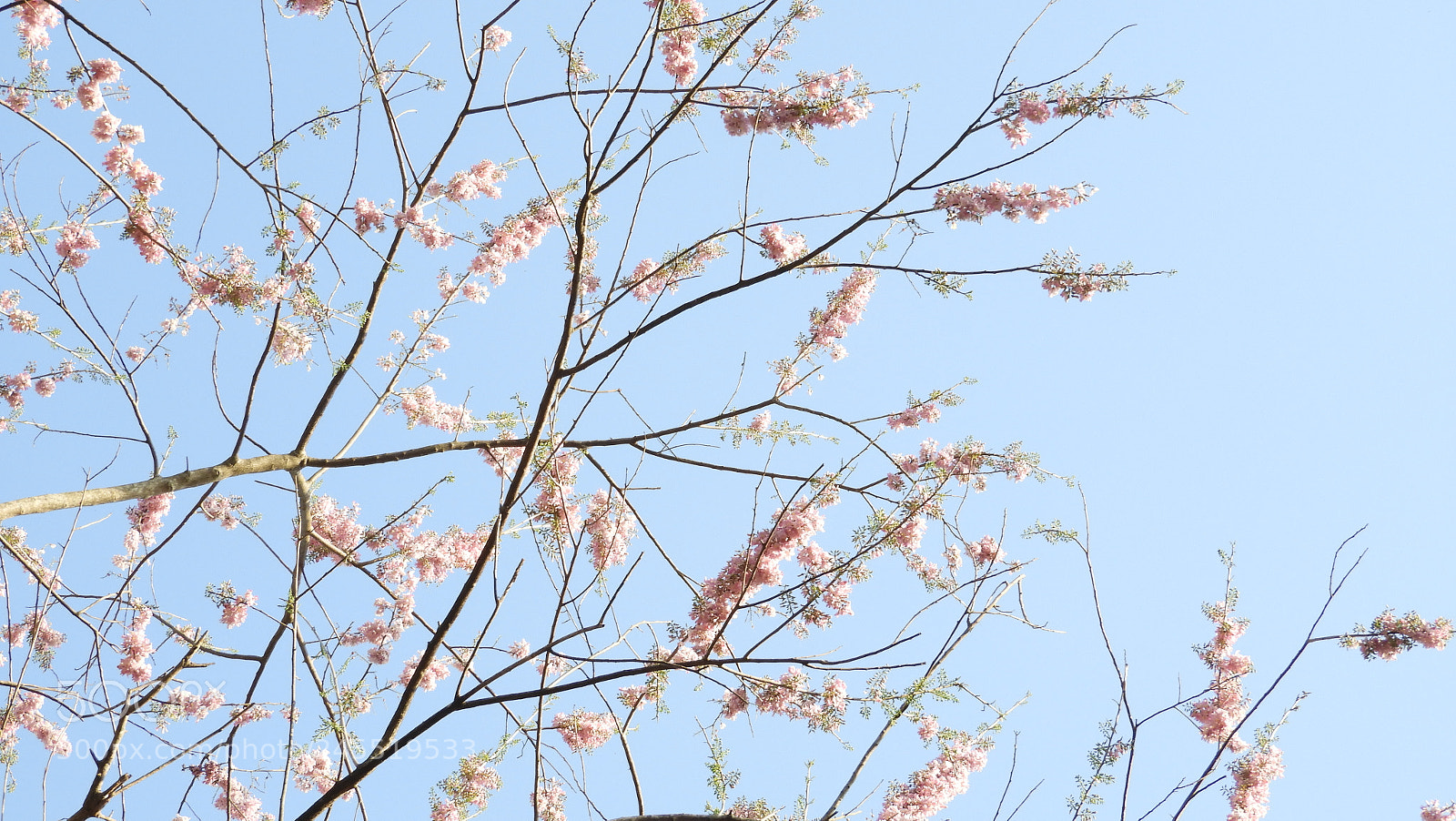 Nikon Coolpix B700 sample photo. The pink blossom... photography