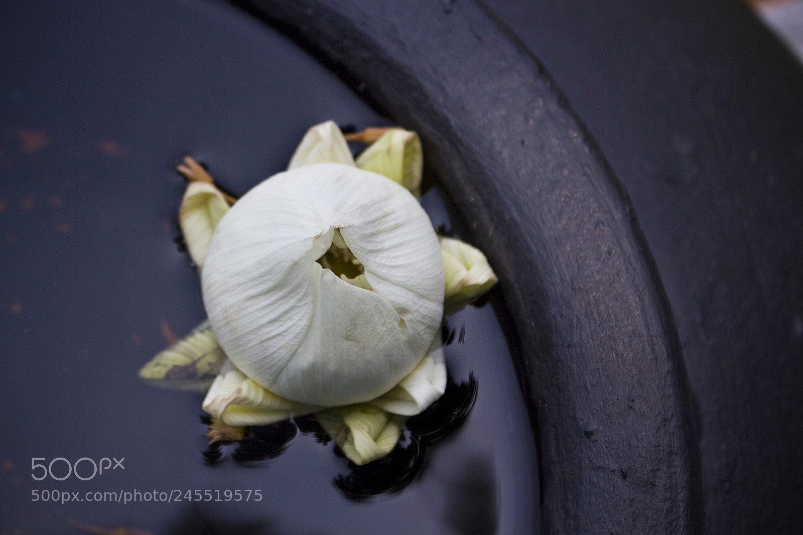 Canon EOS 700D (EOS Rebel T5i / EOS Kiss X7i) sample photo. Closed lotus flower bud photography
