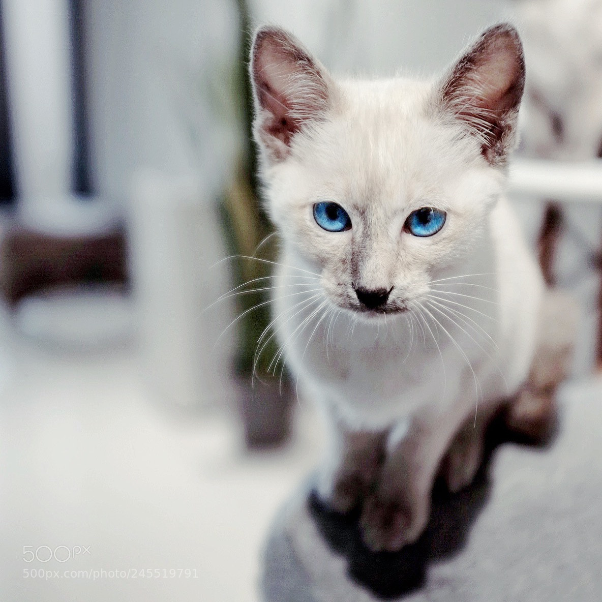 Fujifilm X100T sample photo. Blue photography
