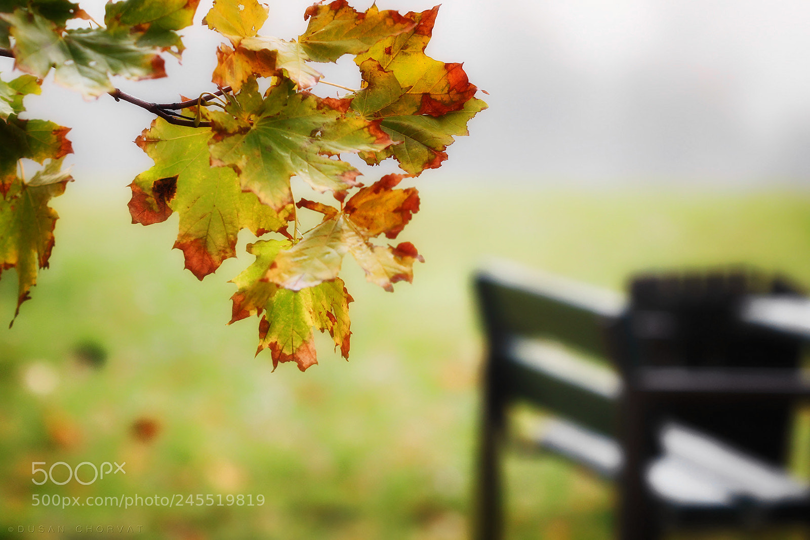 Canon EOS 600D (Rebel EOS T3i / EOS Kiss X5) sample photo. Autumn mood photography