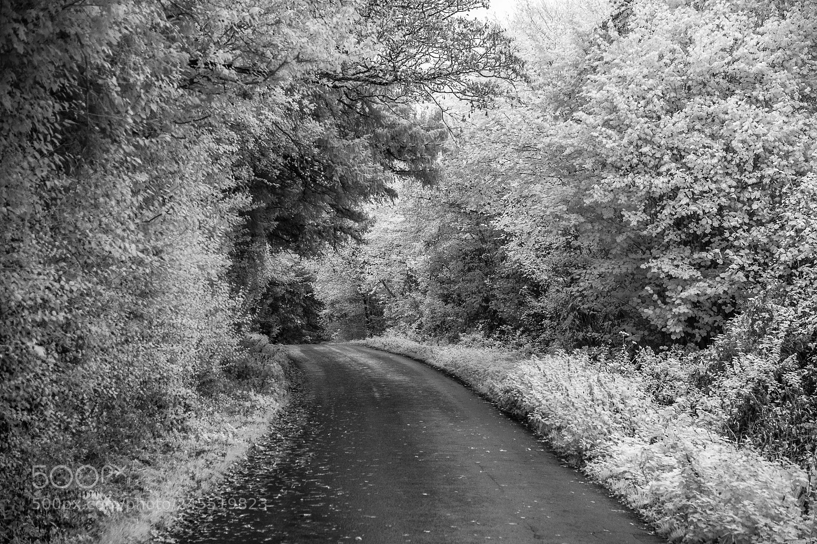 Nikon D700 sample photo. Hall road in autumn photography