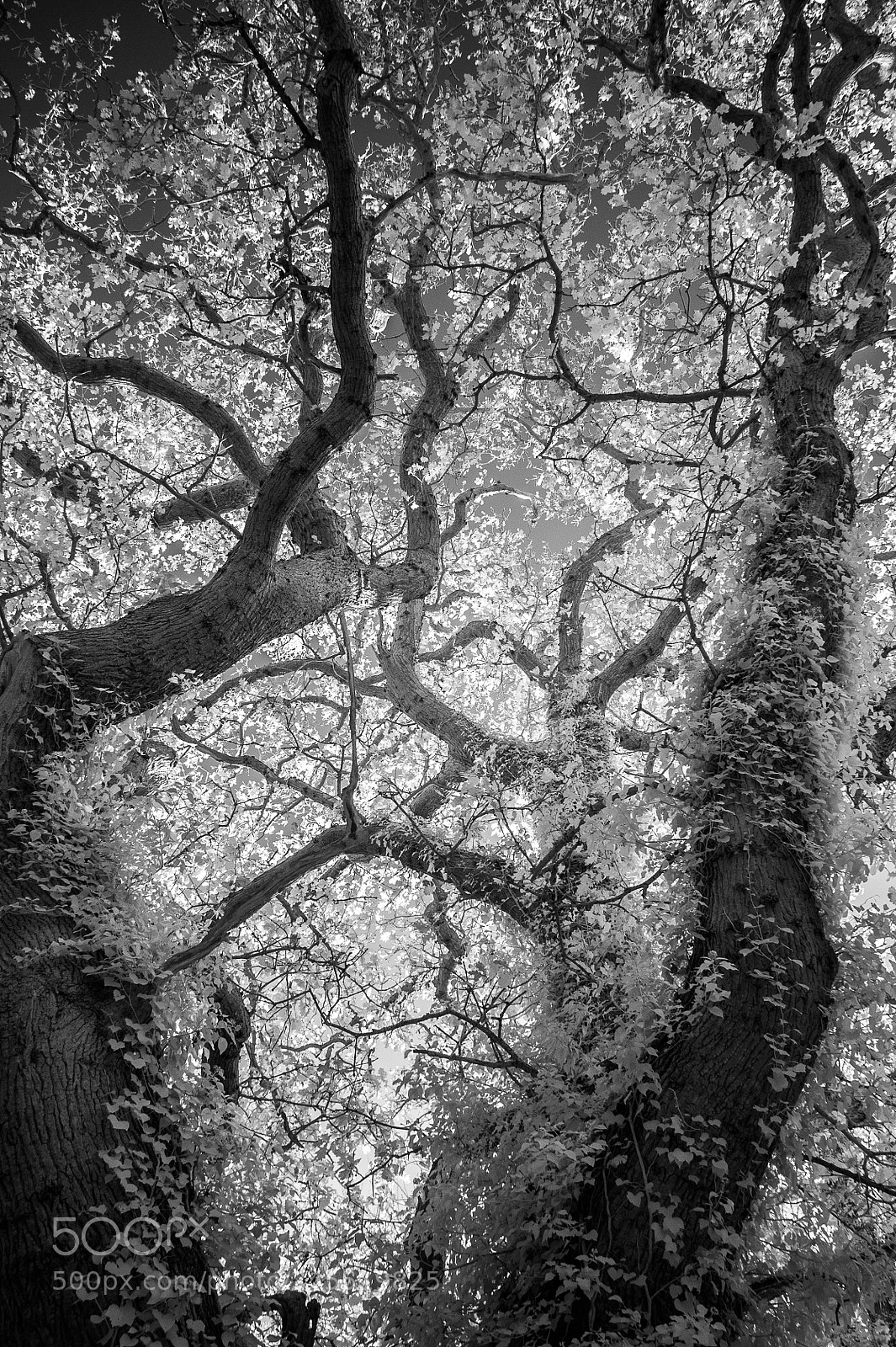 Nikon D700 sample photo. Old oak photography