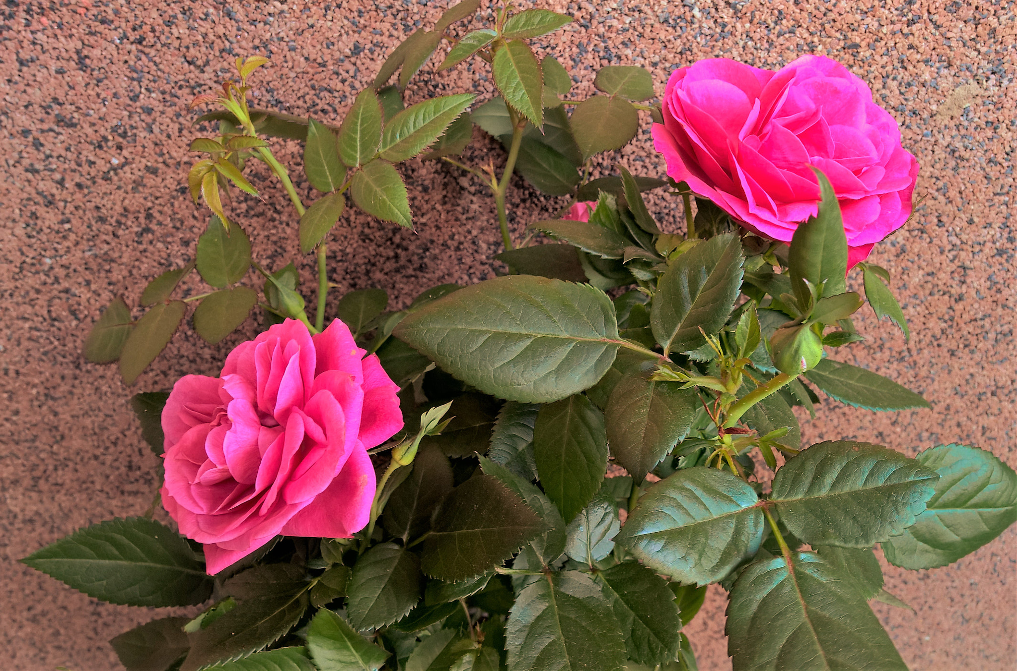 Nokia Lumia 1520 sample photo. R photography