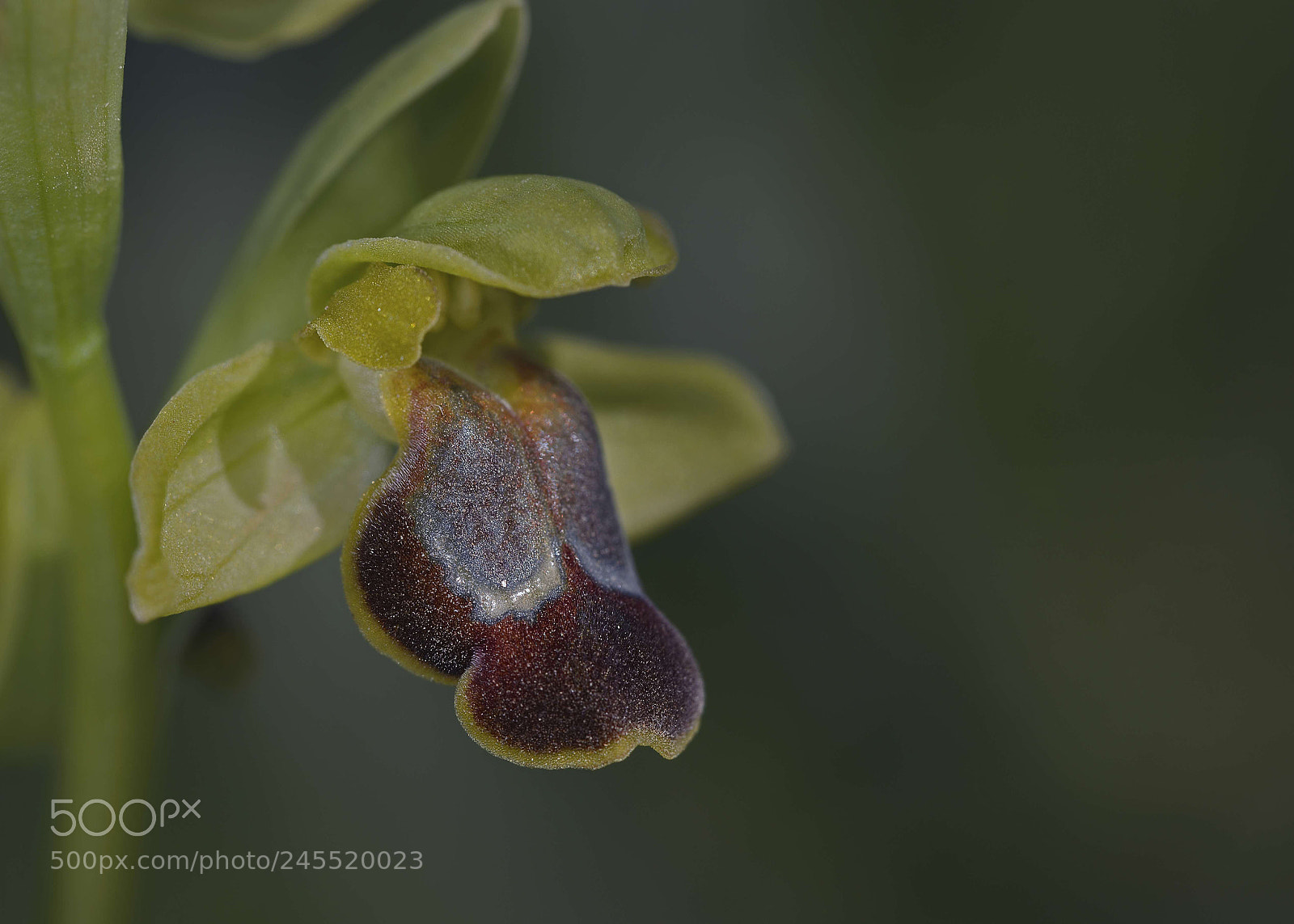 Nikon D600 sample photo. Ophrys creberrima photography