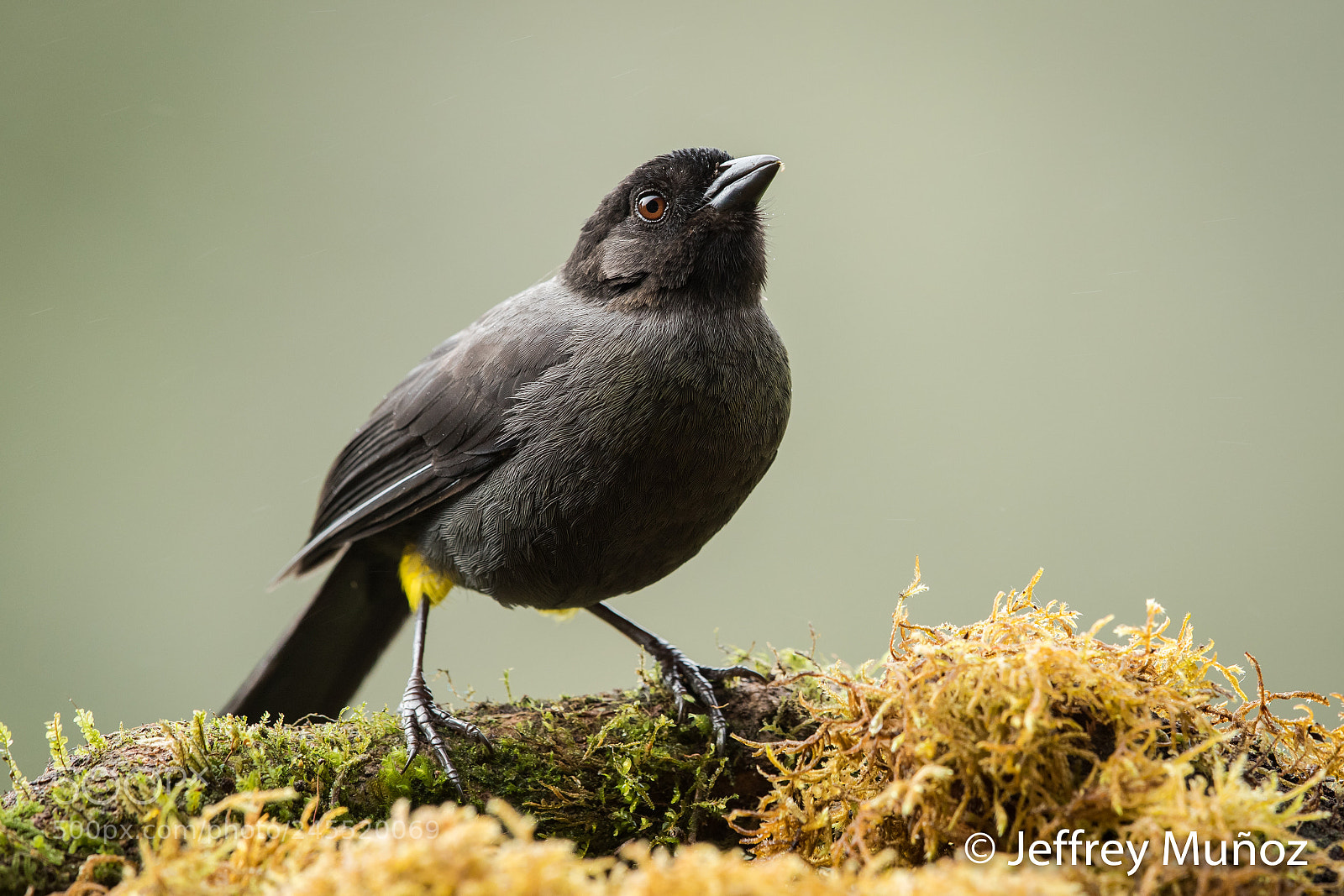Canon EOS 5D Mark IV sample photo. Yellow-thighed finch photography