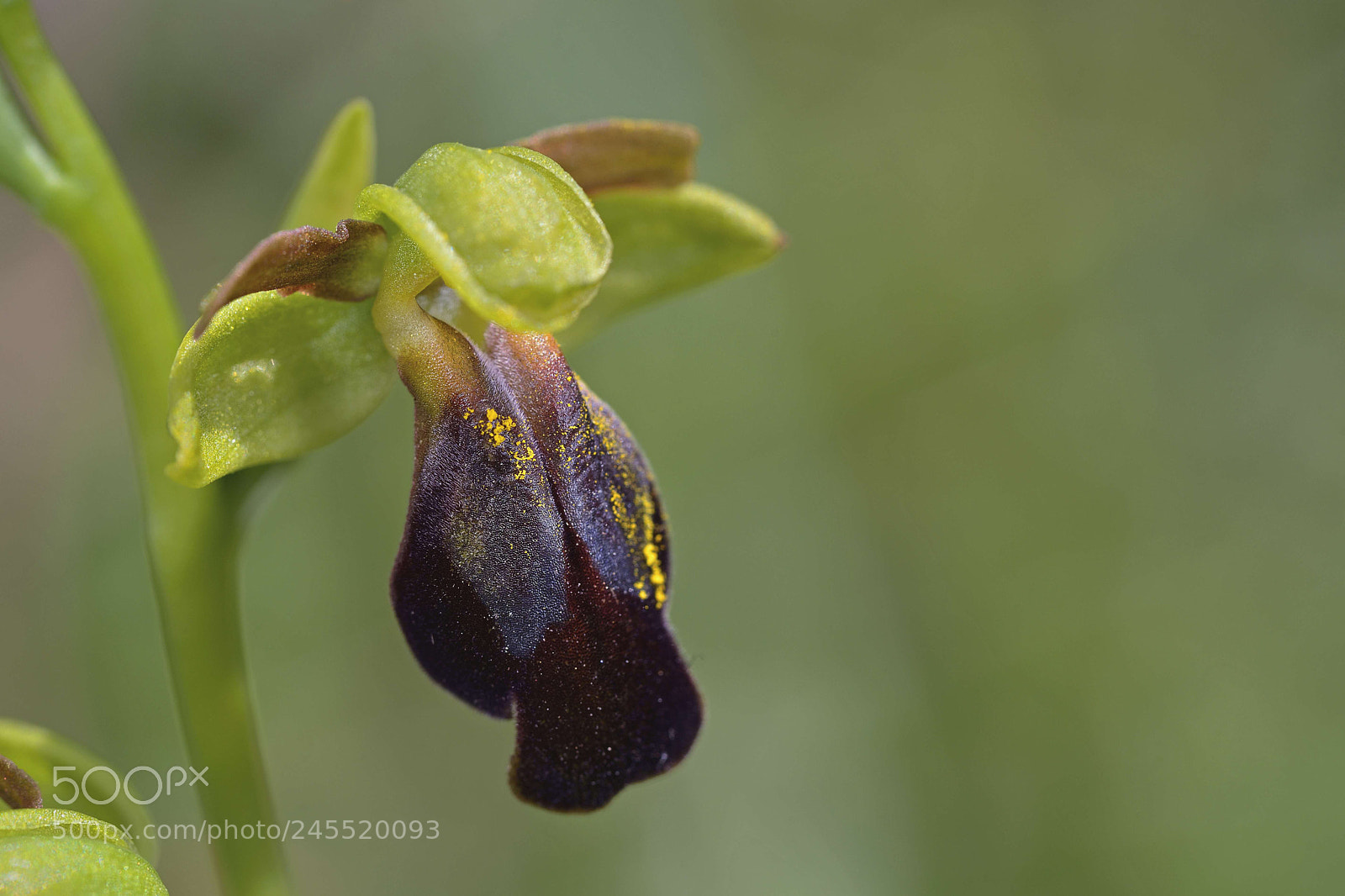 Nikon D600 sample photo. Greek nature photography
