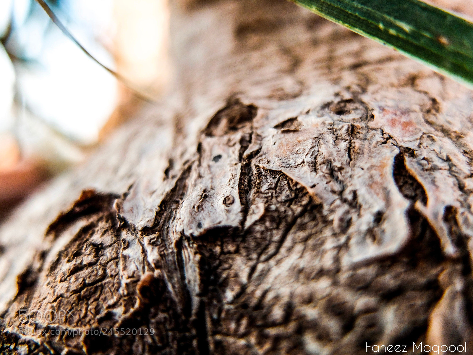 Fujifilm X20 sample photo. It conquered quick photography