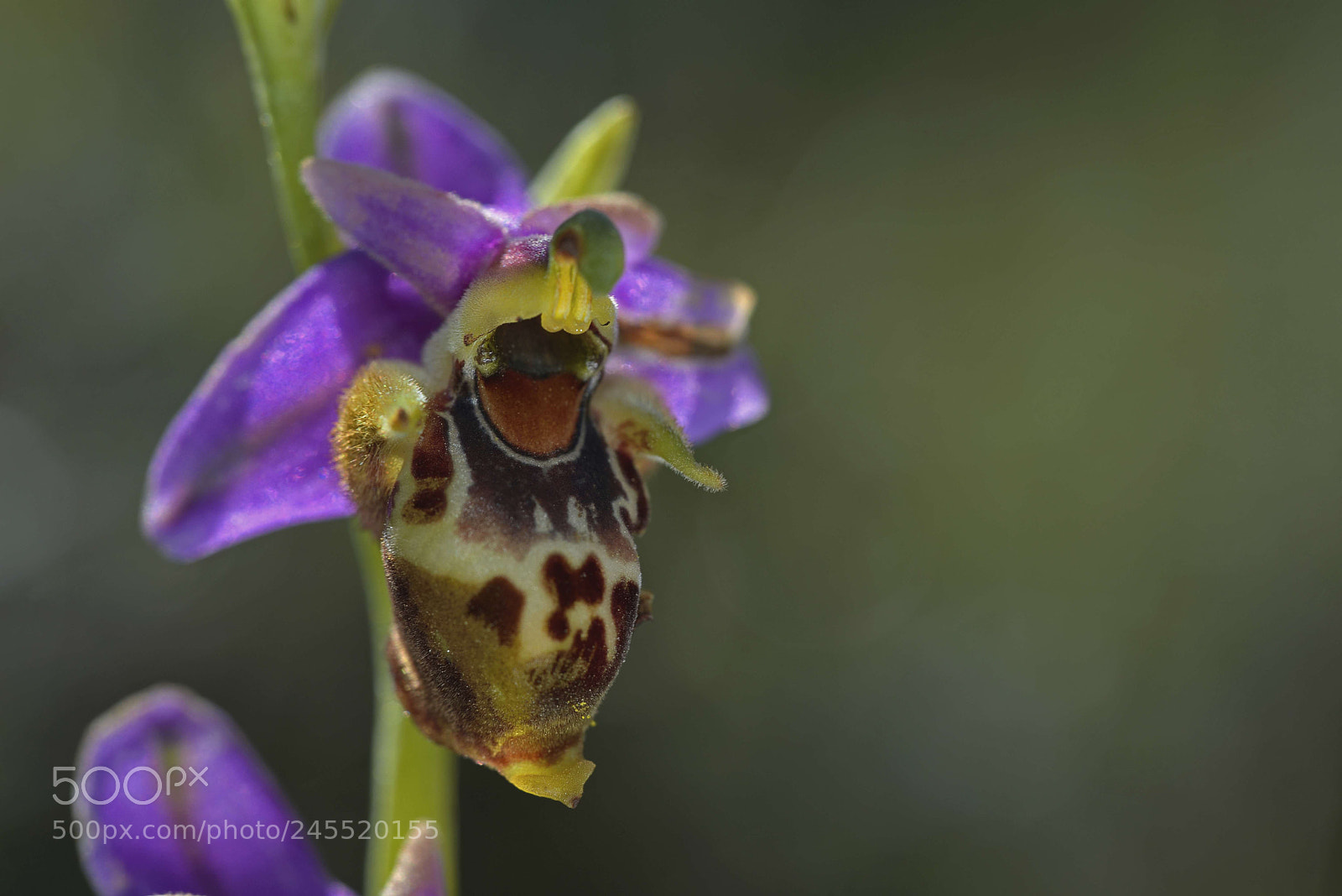 Nikon D600 sample photo. Greek nature photography