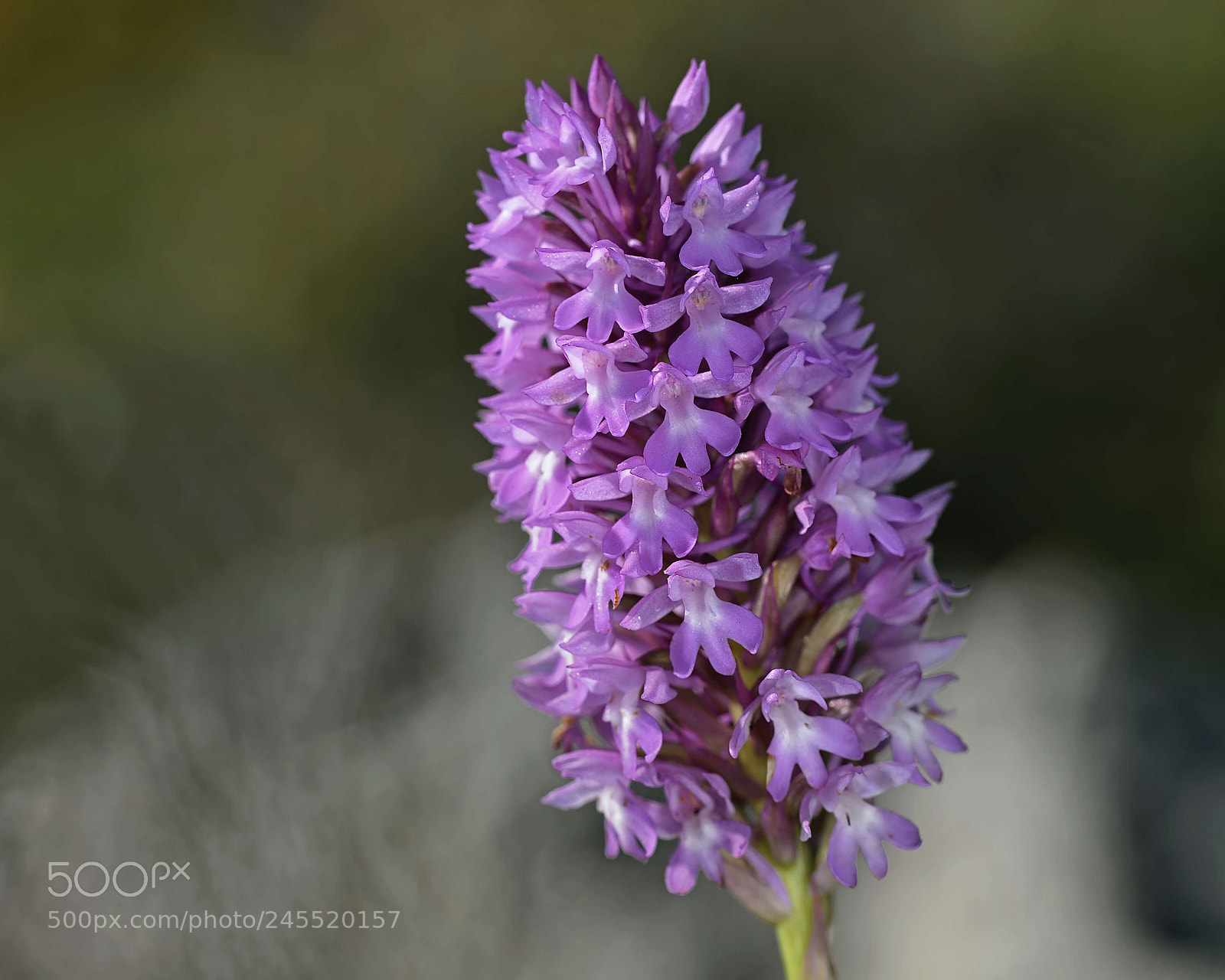 Nikon D600 sample photo. Greek nature photography