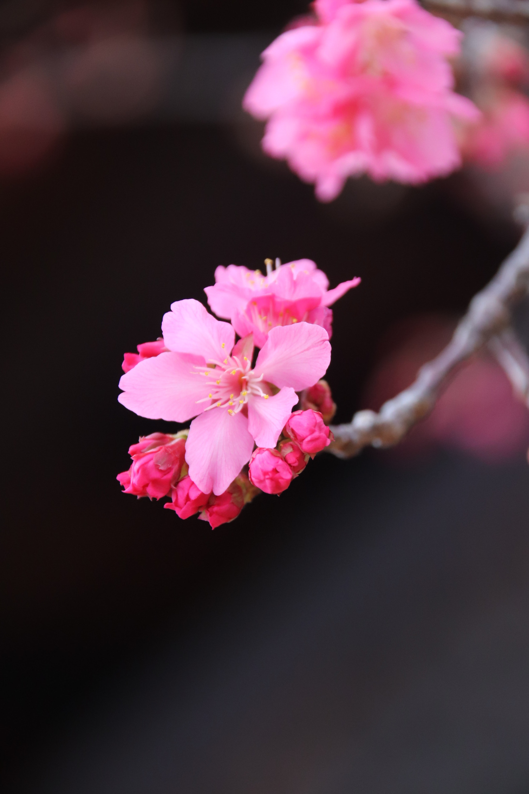 Canon EOS 800D (EOS Rebel T7i / EOS Kiss X9i) sample photo. 櫻花 photography